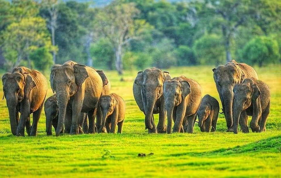 Yala National Parck
